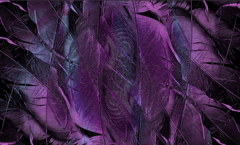 podoba vijoličnega perja