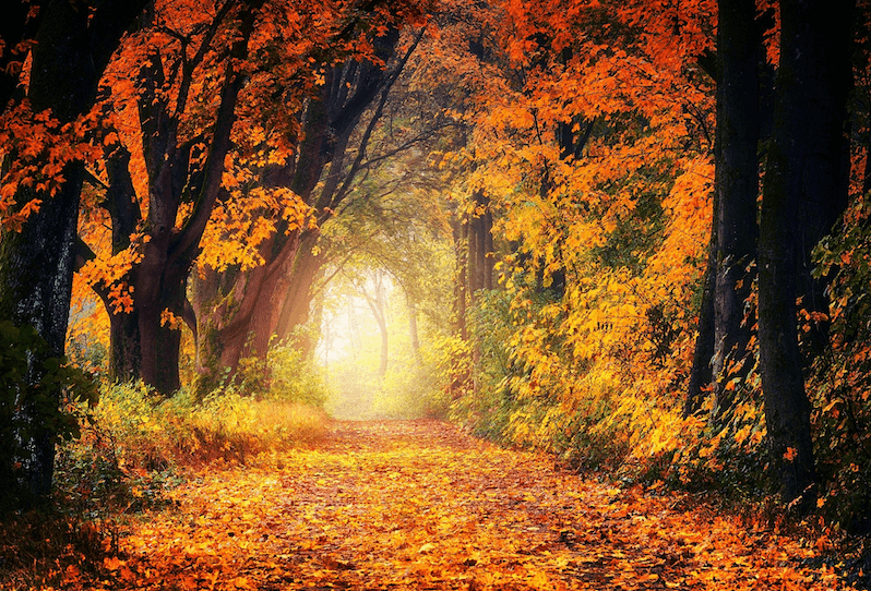 immagine dell'autunno con i colori arancioni