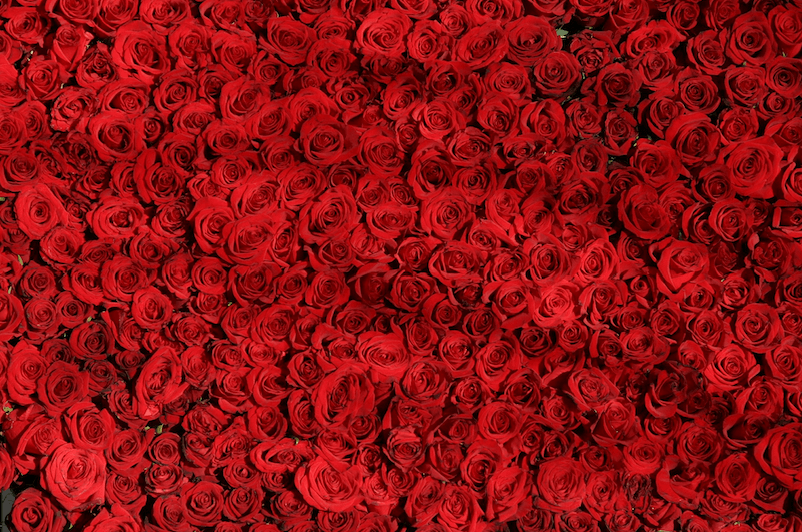 bilde av roseblader