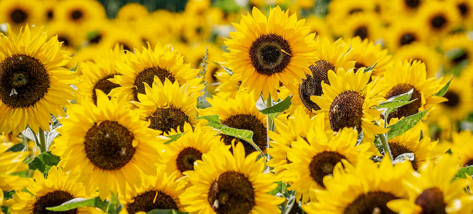 Bild von Sonnenblumen