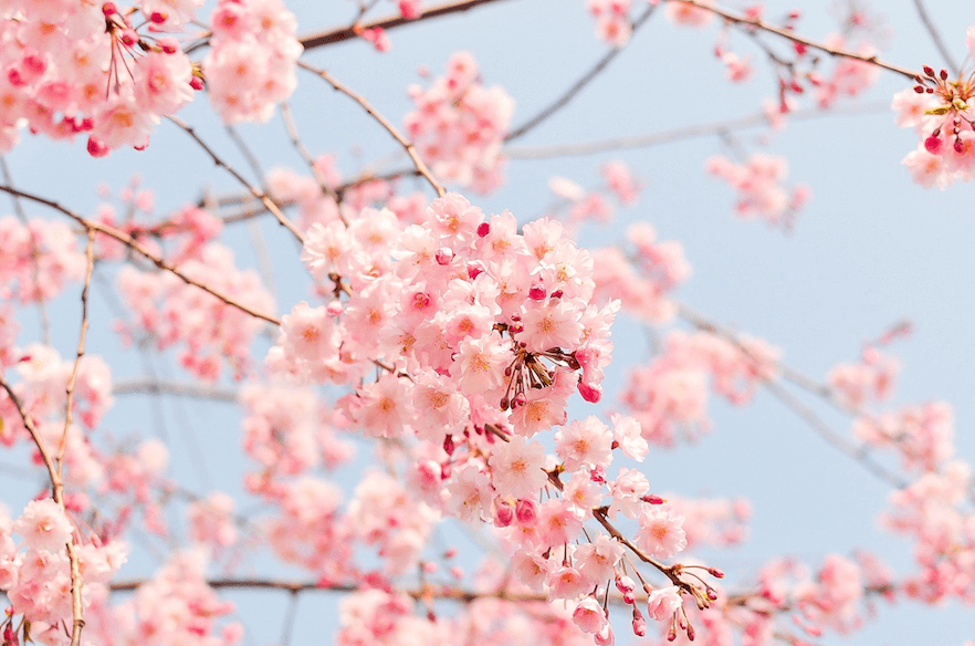 billede af kirsebærtræer